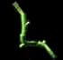 Bendboo