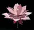 Cyclamen