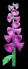 Foxglove