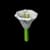 Moon Flower