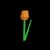 Orange Tulip