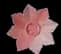 Pink Lily