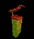 Pitcher Plant