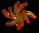 Urchin Plant