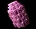 Violet Corn
