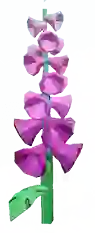 Foxglove